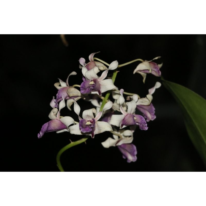 dendrobium nindii dewasa