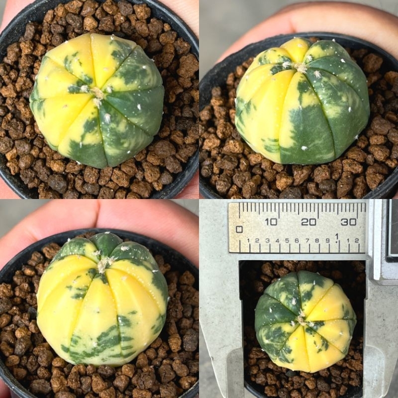 Kaktus Astrophytum Variegata / Var / Varigata