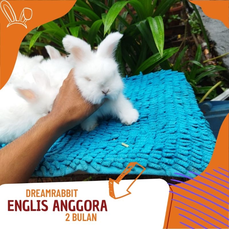 kelinci hias English Anggora sepasang murah