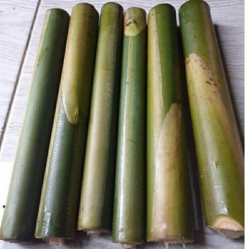 

BATANG KECOMBRANG TUA