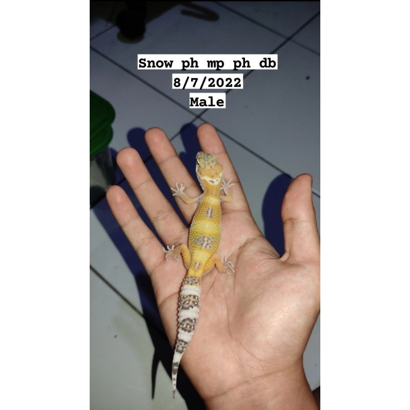 Leopard Gecko Snow Male, Murah Free Kalsium.