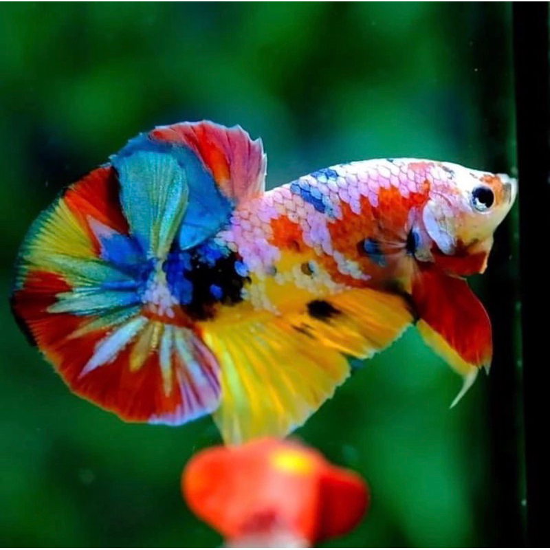 Cupang hias nemo multycolour cello mutasi