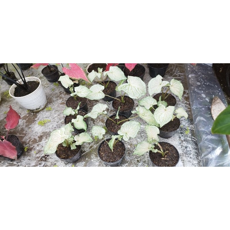 caladium white jaguar