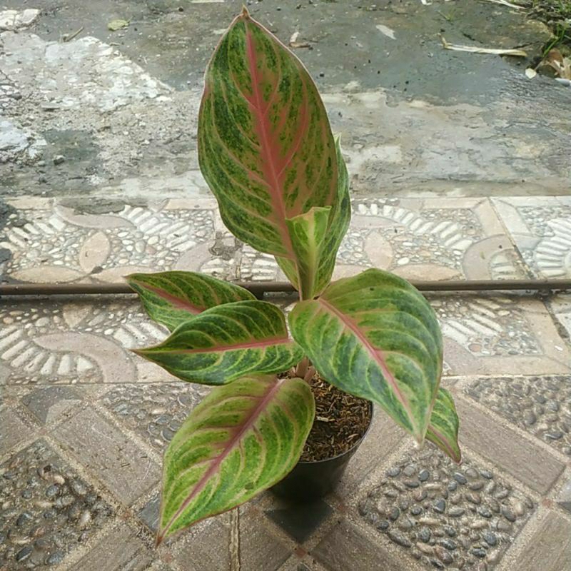 aglonema sweet heart