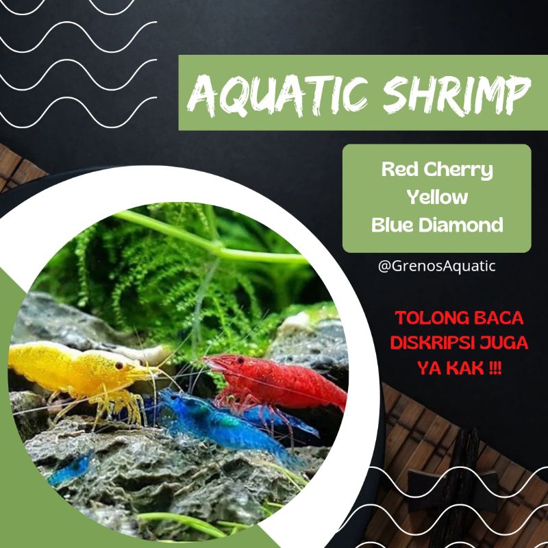 Udang Ornamen Hias Aquascape RCS Red Chery Yellow Fire Blue Diamond Black Coco Bloody Marry