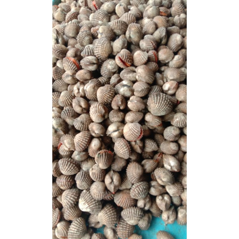 

kerang Dara Hidup