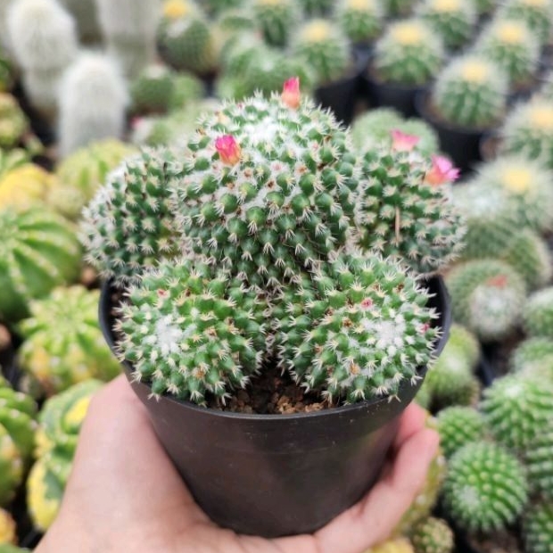 Mammillaria  Vagaspina Cluster | Dp 10cm