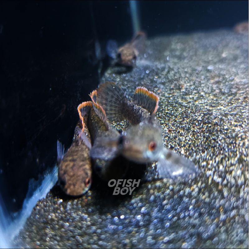 LIMBATA CB - LAWU, FULL PELET | HIASAN AQUARIUM | GARANSI SELURUH INDONESIA