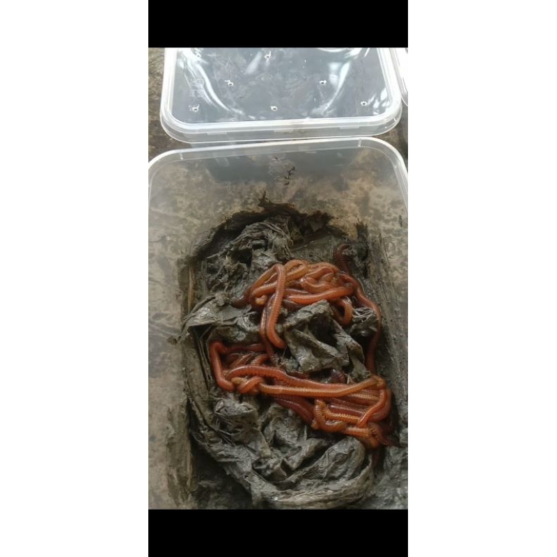 CACING LAUT/CACING NAGA/KILANG KILUNG