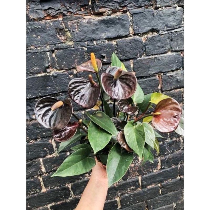 Anthurium mikey mouse bunga hitam ( Anthurium Bunga hitam langka)