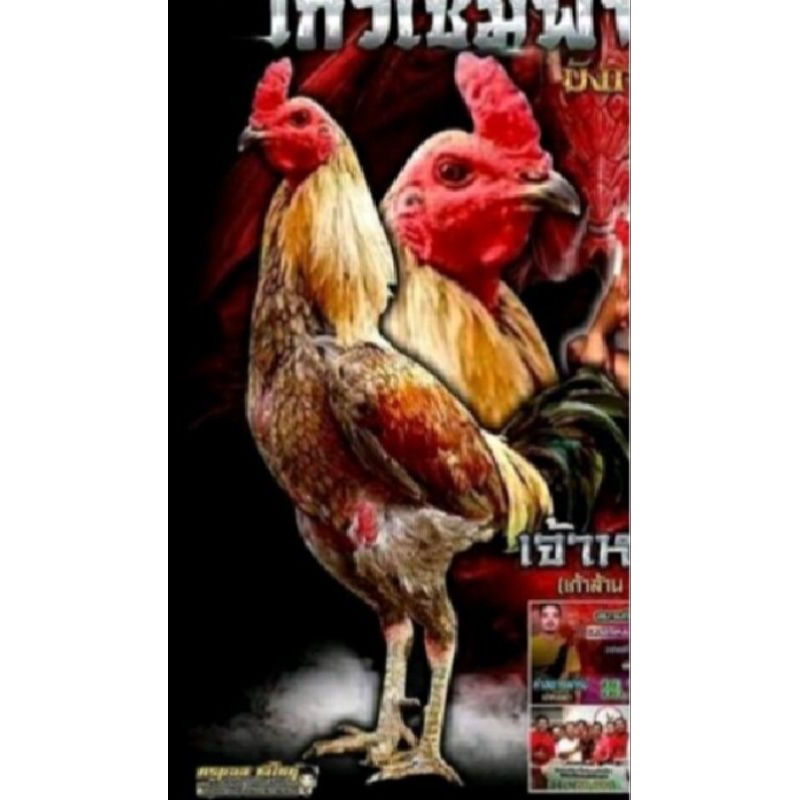 FGFG56846 Telur tetas GARANSI SAMPAI MENETAS ayam aduan fertil trah yokeree x saenkhon / GARANSI /