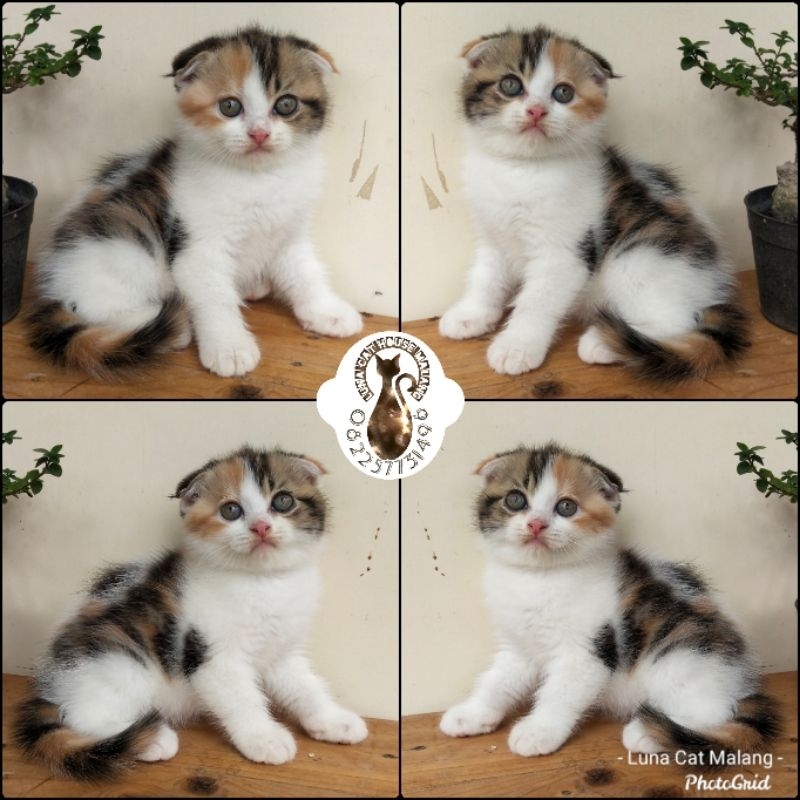 kucing scottish fold