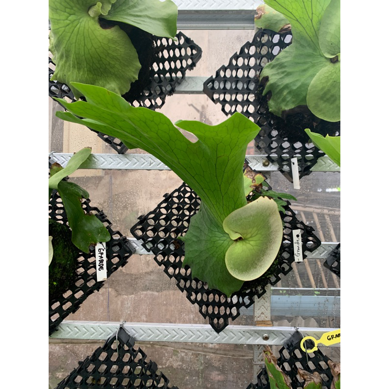 platycerium grande rawatan