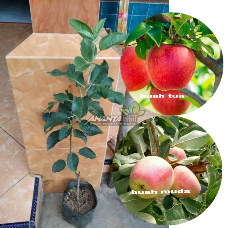 Bibit apel ana merah