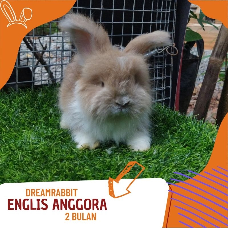 kelinci hias English Anggora kelinci bulu lebat