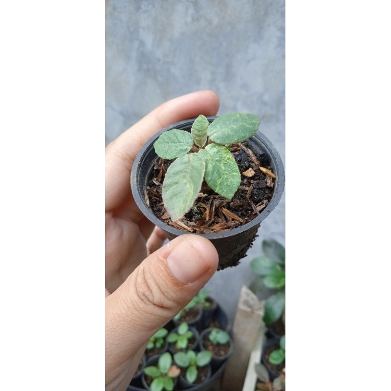 dorstenia Variegata caudex dari biji