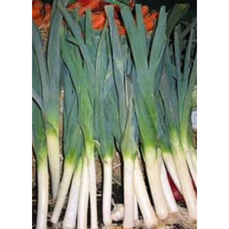 

Daun Prei