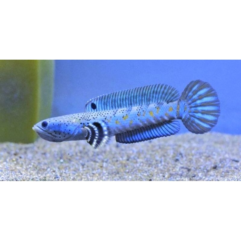 Blue pulcra single tank grade A