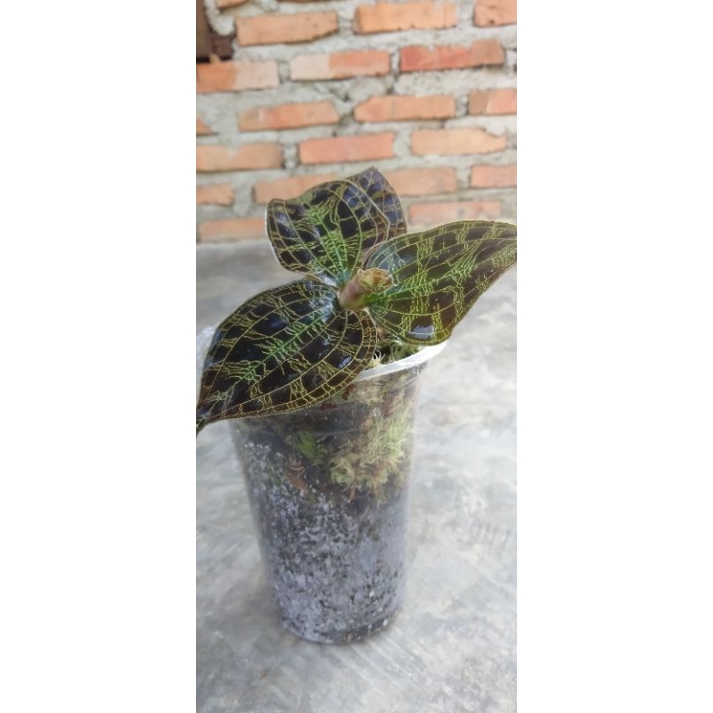 Jewel Orchid/macodes petola