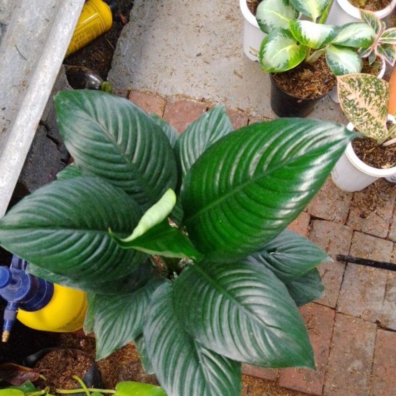 sepatu filum Bangkok jumbo