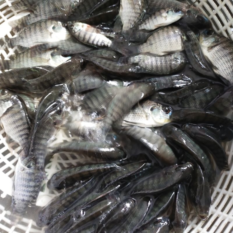 Bibit ikan nila hitam / ikan mujaer size 1 jari