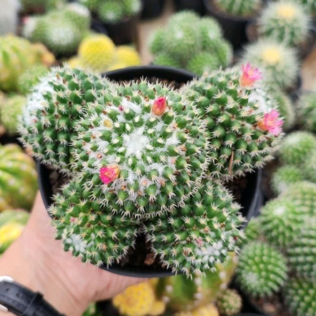 Mammillaria  Vagaspina Cluster | Dp 10cm