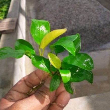 anubias golden indukan / anubias Nana / anubias bartery