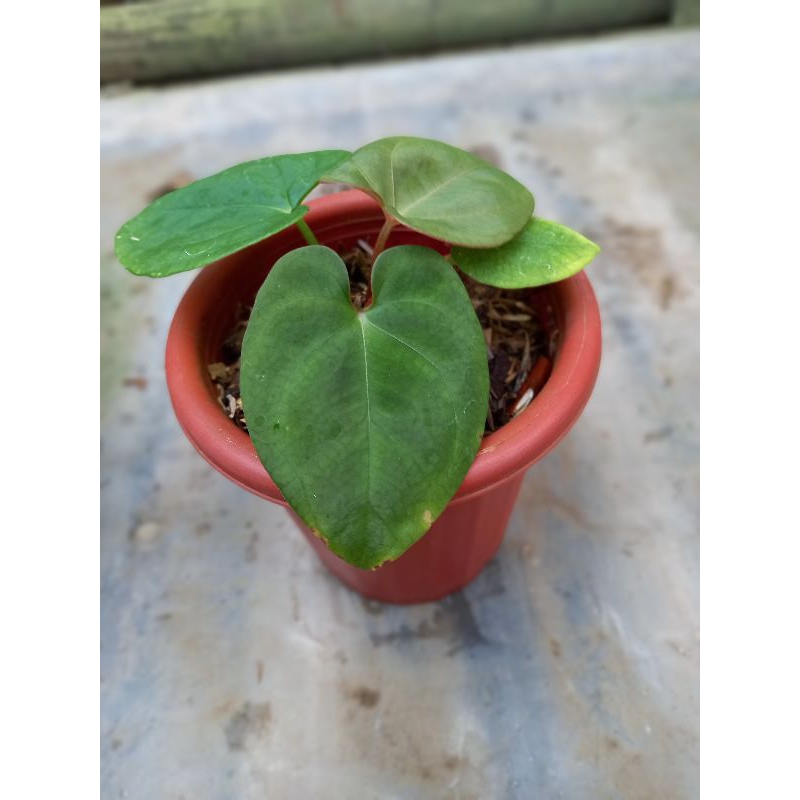 anthurium dressleri x ace of spades