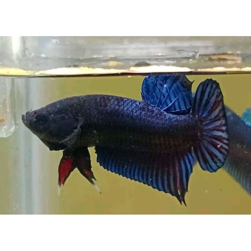 Cupang bagan MDS super