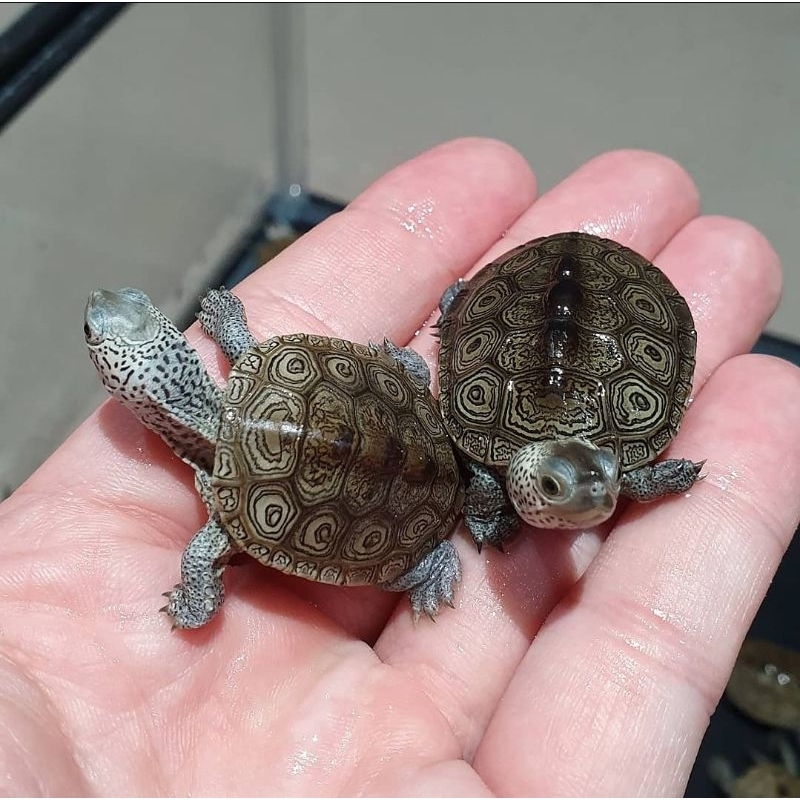 Dbt Centrata / Diamondback Terrapin Centrata