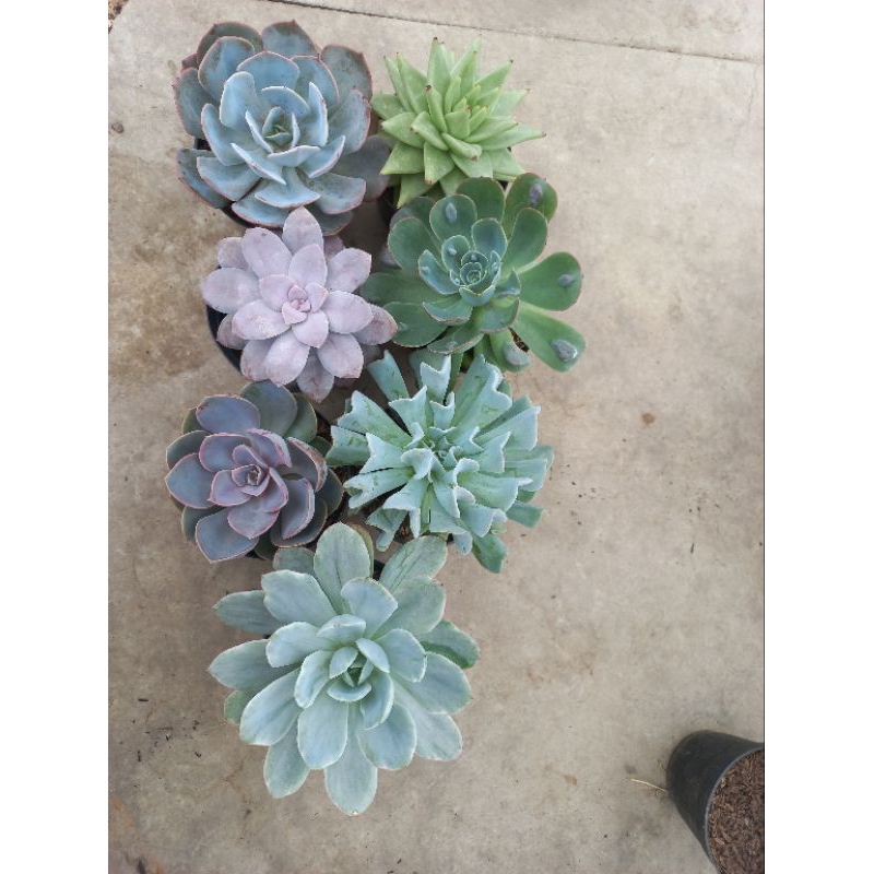 Paket sukulen dan kaktus Jumbo dekorasi rumah 7pcs