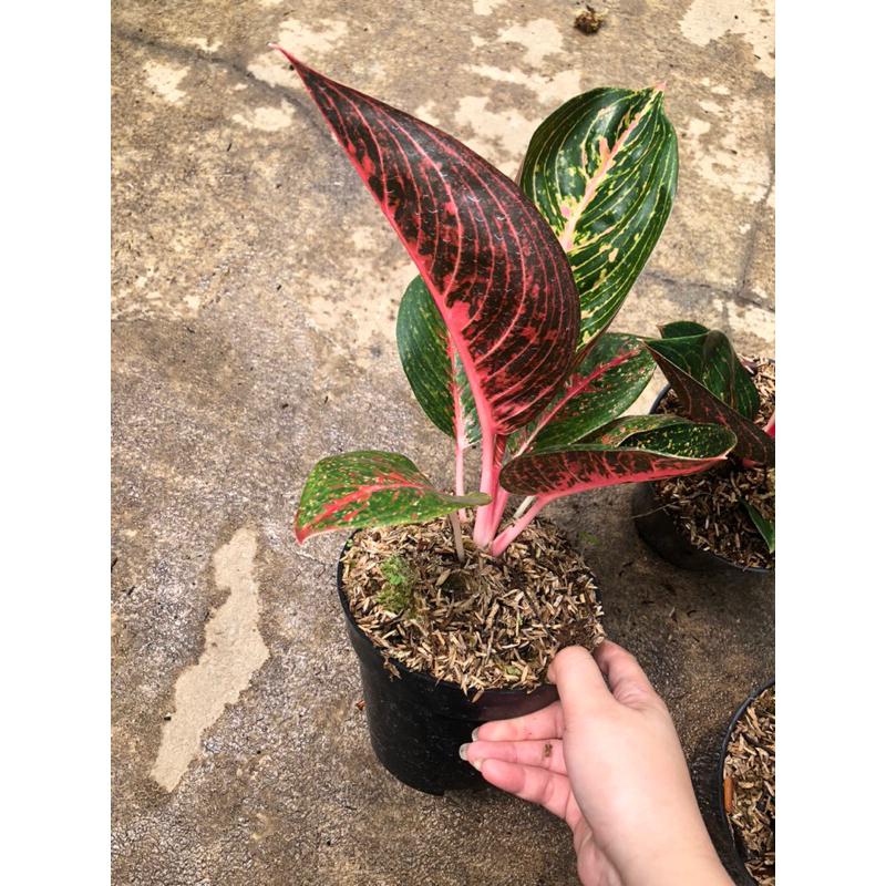 Aglaonema adelia lokal