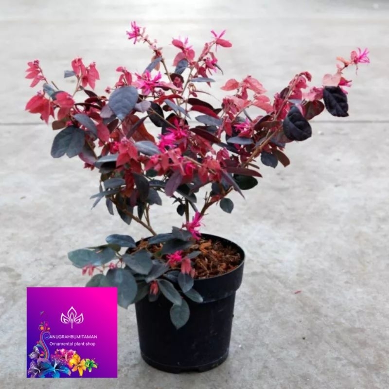 Tanaman hias bahan bonsai serut merah