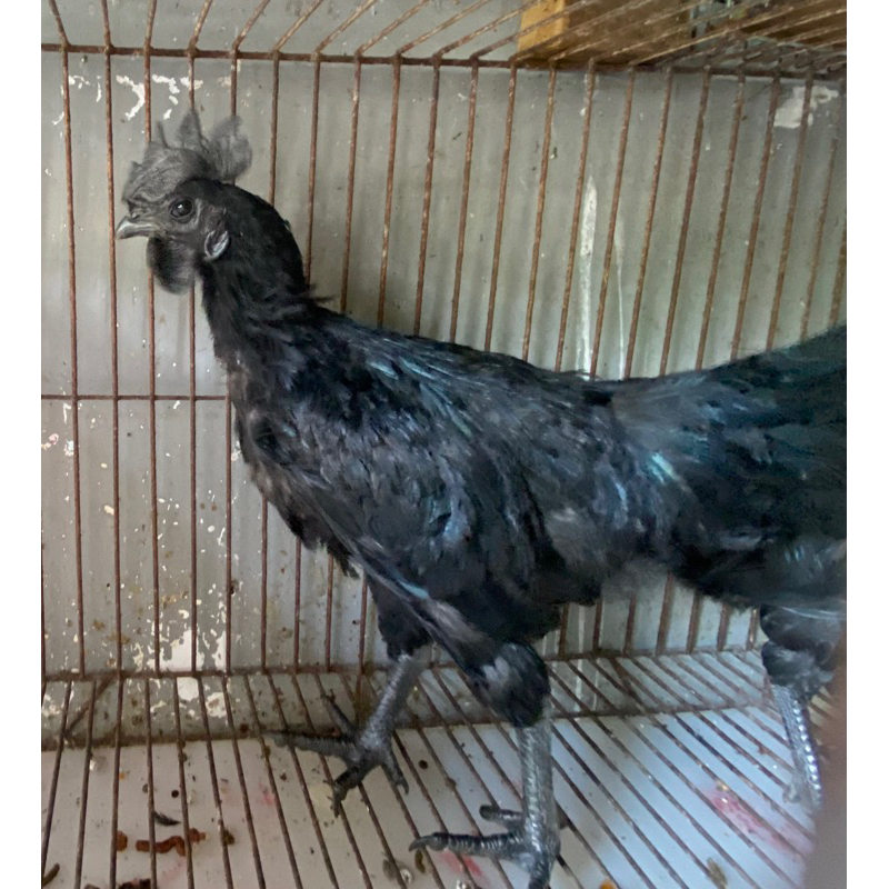 Ayam Cemani