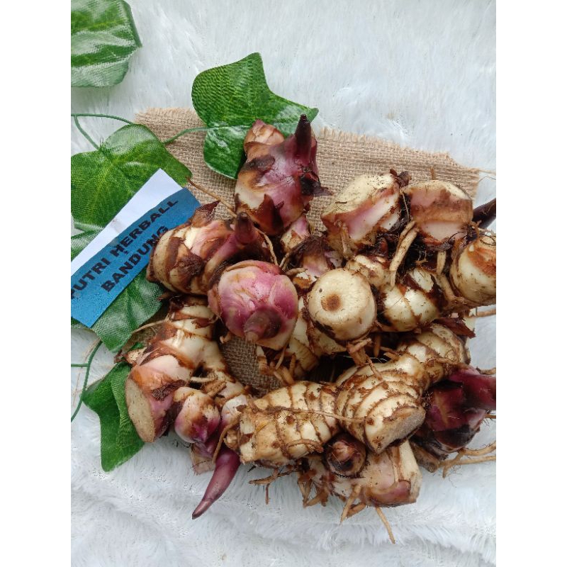 

UBI GANYONG UBI GANYOL SEGAR MANIS PULEN PER 1 KG