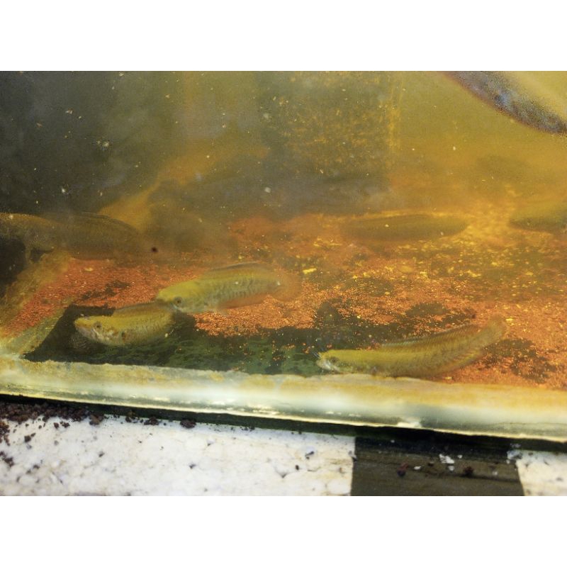 channa andrao gondrong pedas