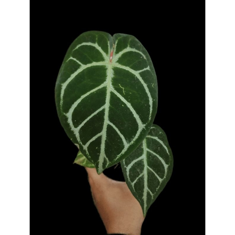 Kuping Gajah Crystallinum x Dorayaki Ori