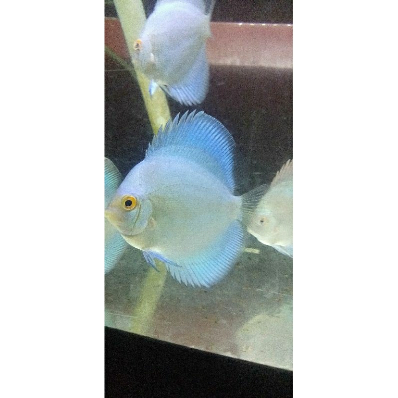 ikan discus blue diamond