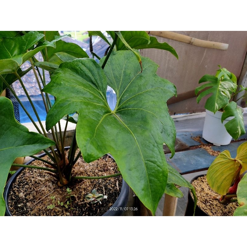 Tanaman hias Anthurium Pterodactyl || ORIGINAL