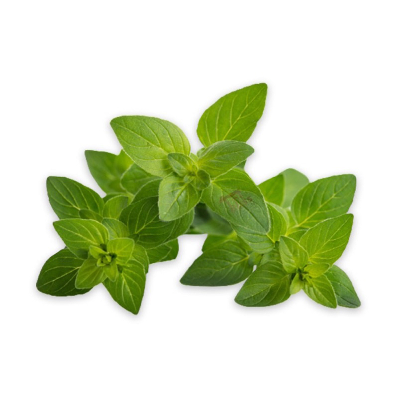 

daun oregano segar fresh oregano/origano leaves herb