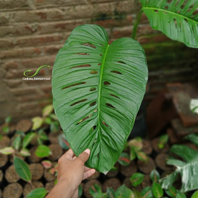 tanaman hias monstera acuminata.(daun besar)