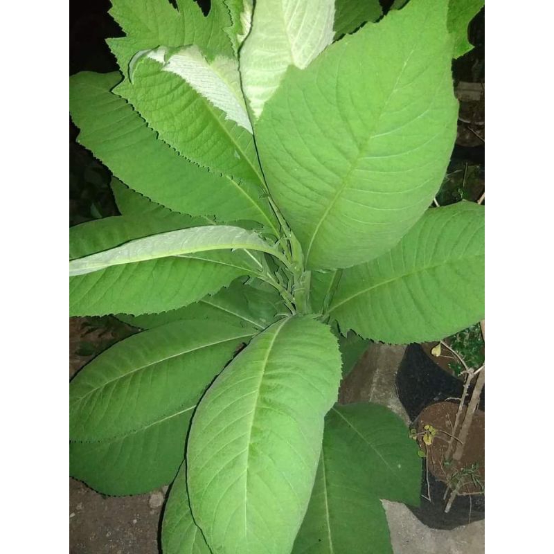 

DAUN SEMBUNG SEGAR Netto 500g