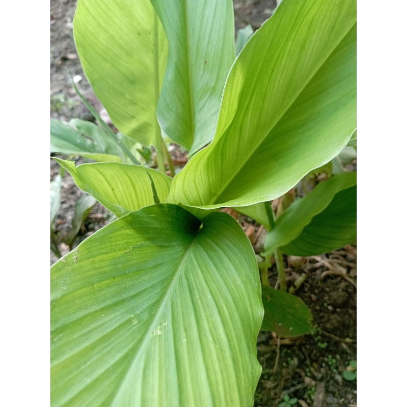 

daun kunyit segar 500 grm