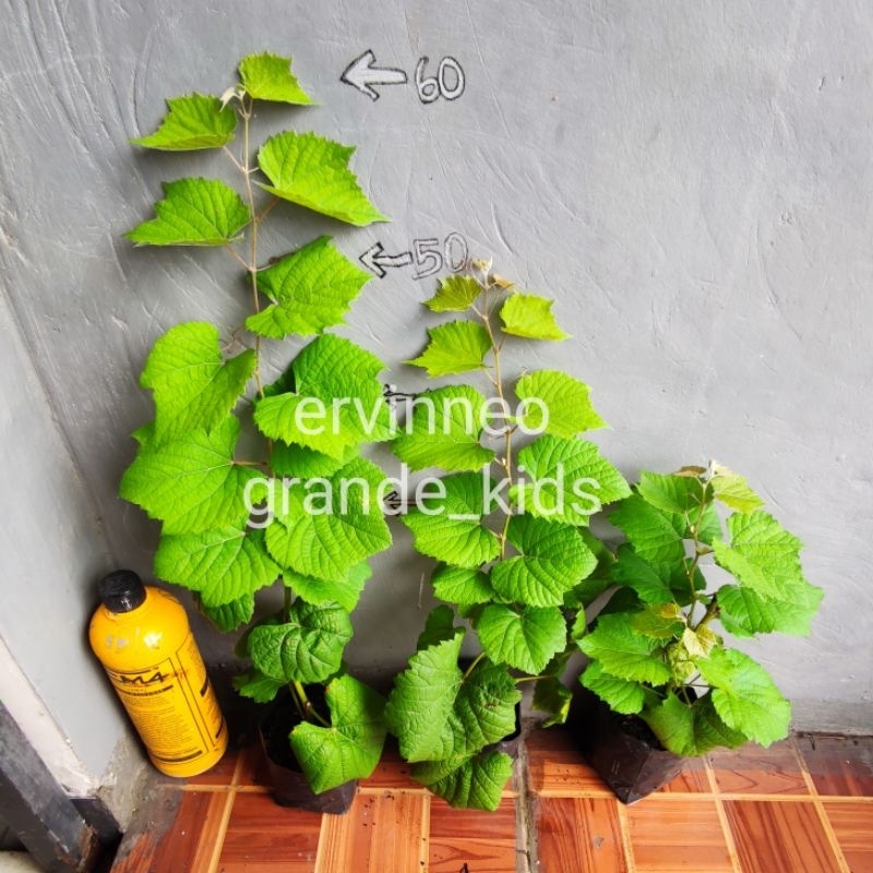 Bibit cangkok rootstock import Couderc 1613, IAC 572, Ramsey, Dobrynya