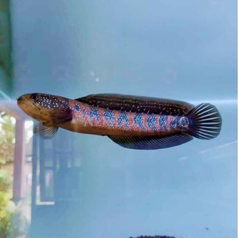 asiatica rsws size 5Cm