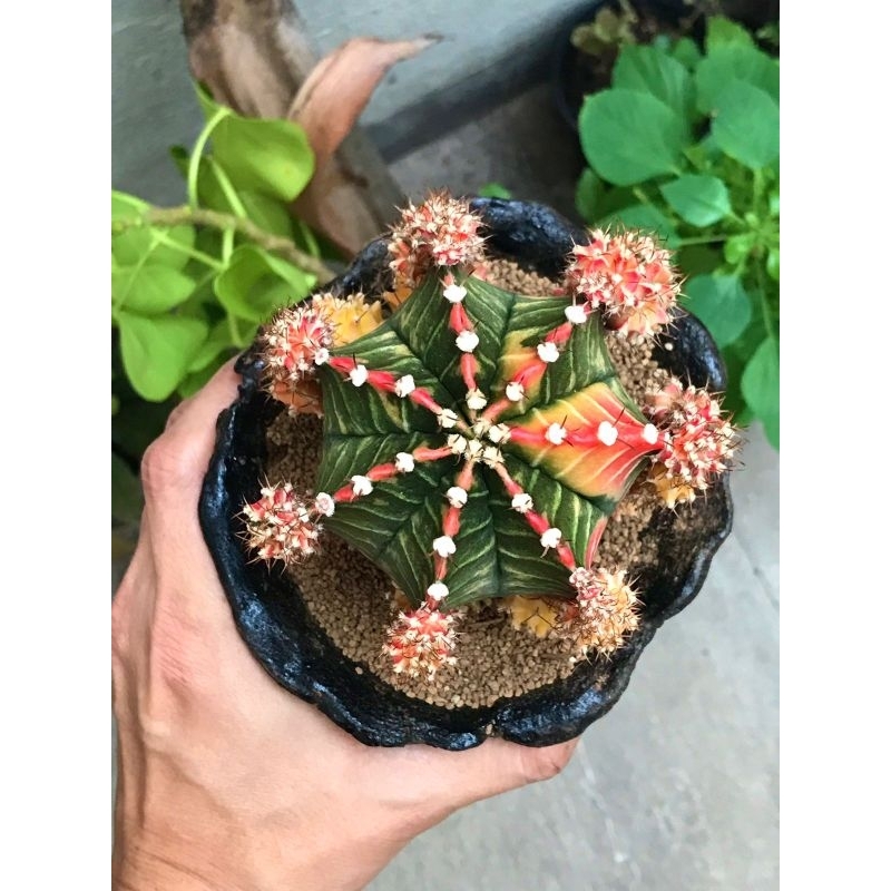 1 Gymnocalycium mihanovichii "Starfire" -pesanan khusus