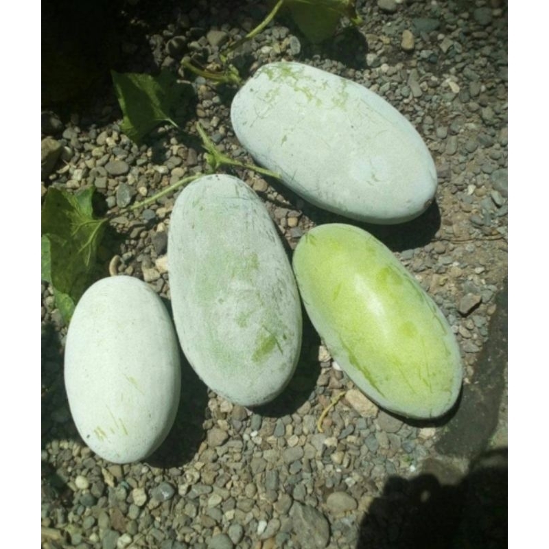 

Buah Beligo, Bligo, Kundur 2 kg, Masih segar, fresh baru petik a
