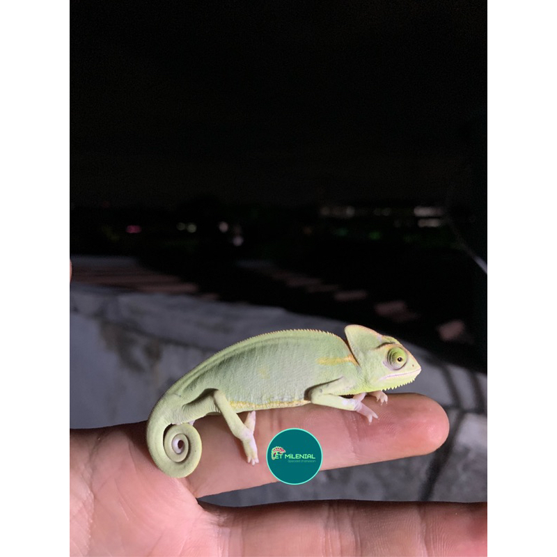 veiled chameleon low pied