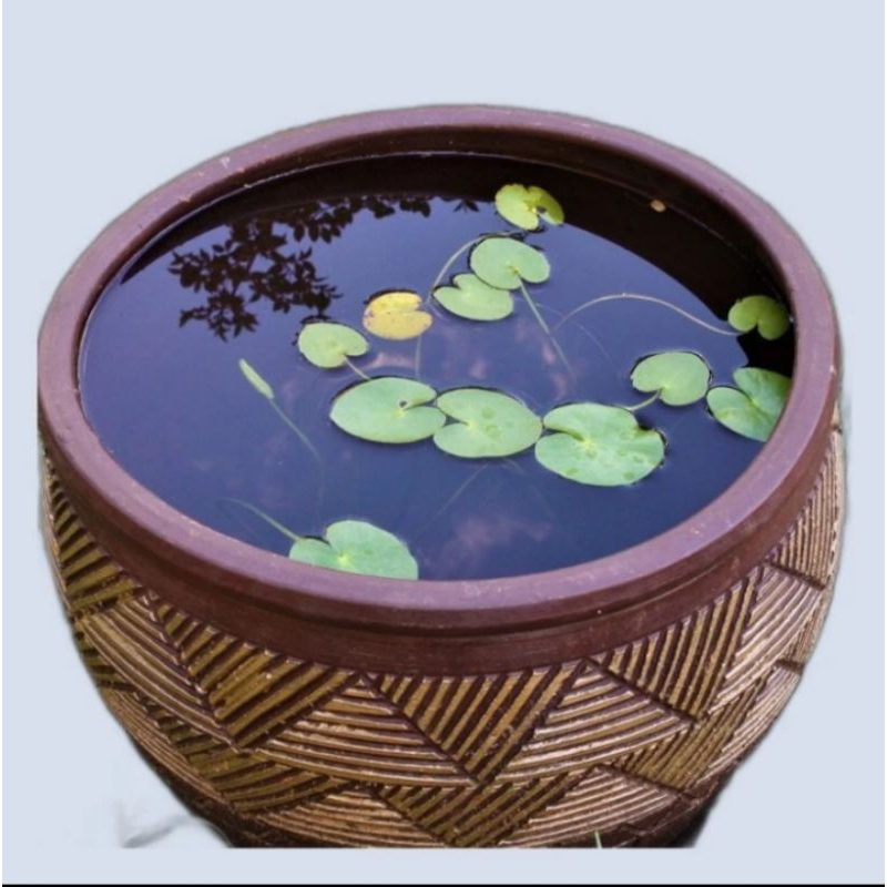 TANAMAN AIR~BIBIT TERATAI SALJU~NYMPHOIDES INDICA~WHITE SNOW FLAKE~HIASAN KOLAM