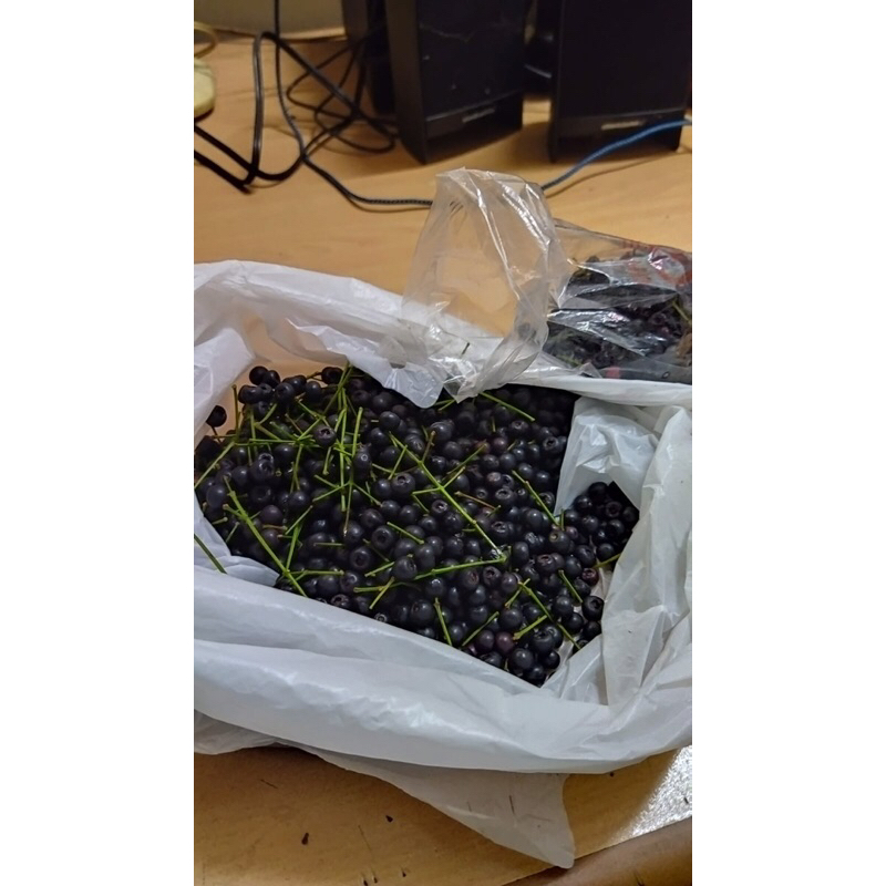 Biji Benih Pucuk Merah